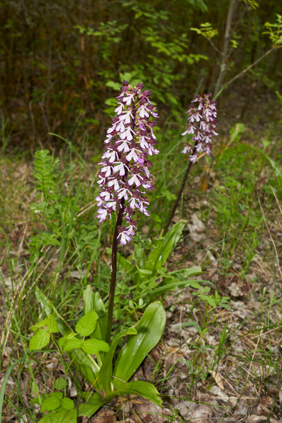 Orchis purpurea białe i fioletowe kwiaty  - Zdjęcie, obraz