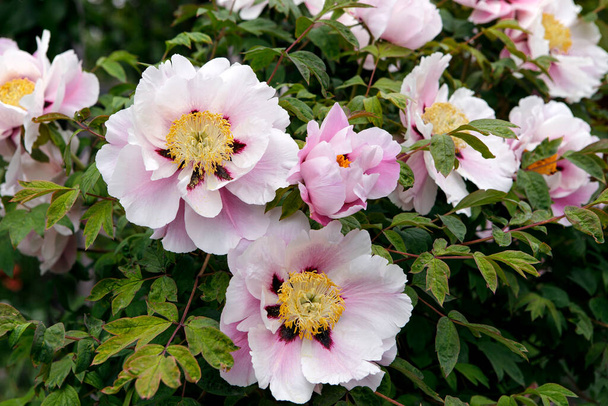 Paeonia lactiflora, Chinese peony. Beautiful bush of pink peonies in full bloom. Close-up of large flowers. Summer garden, rural style garden. - Photo, Image