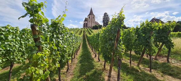 アルザス,フランスのフナウィールにあるブドウ畑と古い教会の眺め - 写真・画像