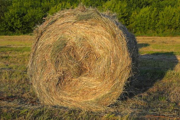 Одинокий тюк сена лежит на поле на фоне деревьев  - Фото, изображение