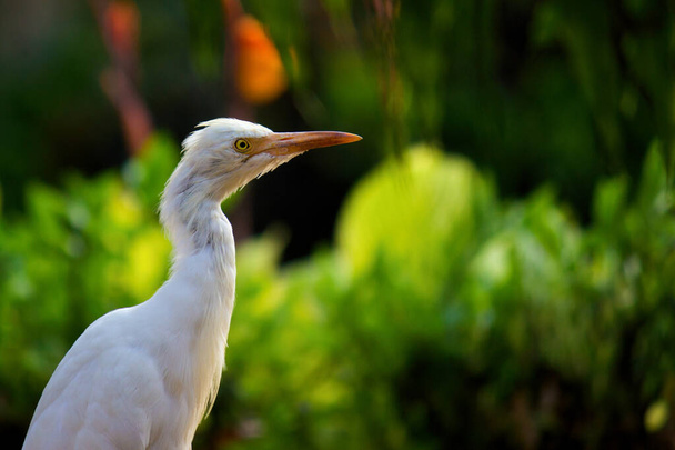 Bubulcus ibis or Heron Or common known as the Cattle Egret - це космополітичний вид, що зустрічається в тропіках, субтропіках і теплих помірних зонах. Це єдиний представник монотипного роду Bubulcus.,  - Фото, зображення