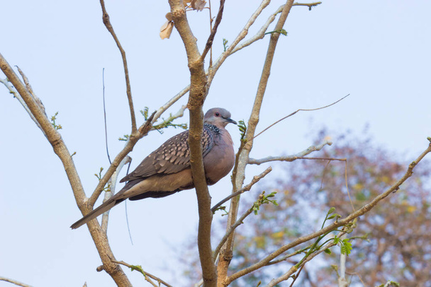 Oriental Tortuga paloma sentado y descansando en la rama y mirando a su alrededor - Foto, imagen