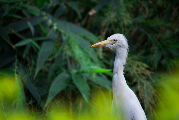 Bubulcus ibis or Heron Or common known as the Cattle Egret - це космополітичний вид, що зустрічається в тропіках, субтропіках і теплих помірних зонах. Це єдиний представник монотипного роду Bubulcus.,  - Фото, зображення