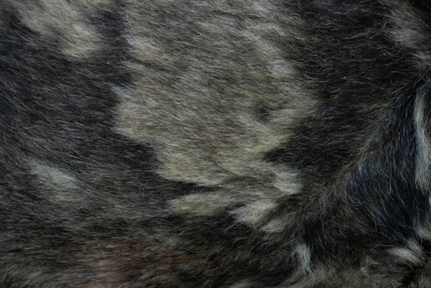 pelo de perro gris negro para el fondo, pelo de perro, fondo de pelaje, lana para el fondo - Foto, Imagen