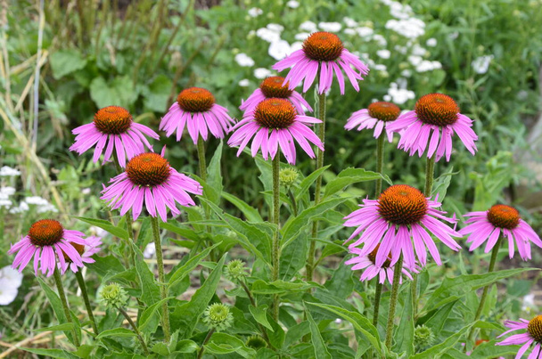 Echinacea is effective in preventing overseas so things like the flu or cold things are popular and echinacea tea. - Photo, Image