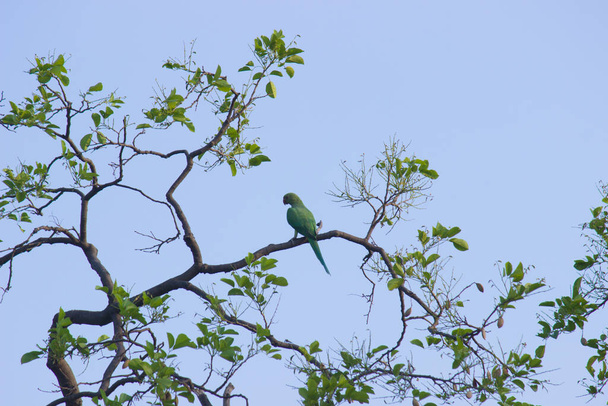 Un pappagallo inanellato di rosa seduto sul ramo dell'albero contro un cielo blu sullo sfondo. - Foto, immagini