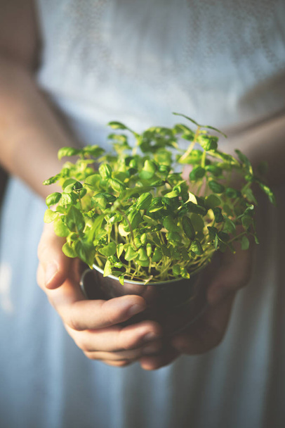 the grown micro-green basil is hold by the hands of a woman in a white dress.  Tint photo. Macro and close up image - Fotografie, Obrázek