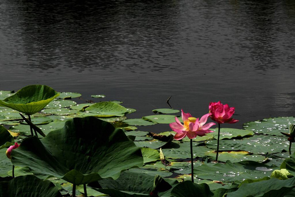 beautiful lotus flower in pond - Zdjęcie, obraz