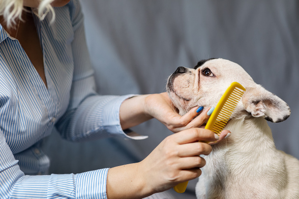 el dueño del perro peina un bulldog francés sobre un fondo gris. el concepto de cuidado de mascotas - Foto, imagen