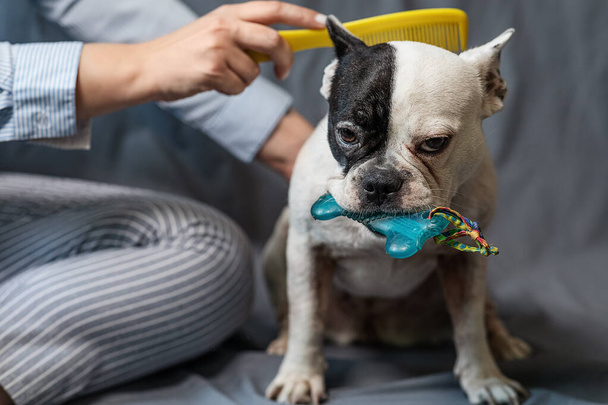 Ο ιδιοκτήτης του σκύλου χτενίζει ένα γαλλικό μπουλντόγκ σε γκρι φόντο. την έννοια της φροντίδας των ζώων συντροφιάς - Φωτογραφία, εικόνα