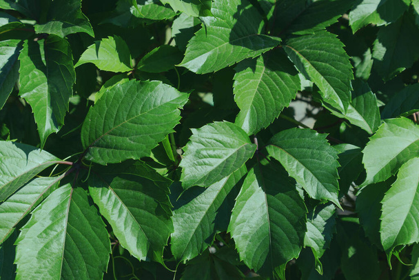 Background of green vine leaves in summer. - Φωτογραφία, εικόνα