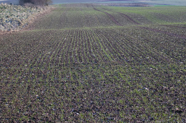 Billowy field with the young crops. - Photo, Image