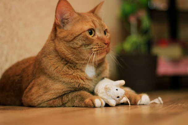 Великий червоний кіт з іграшкою на підлозі
.  - Фото, зображення