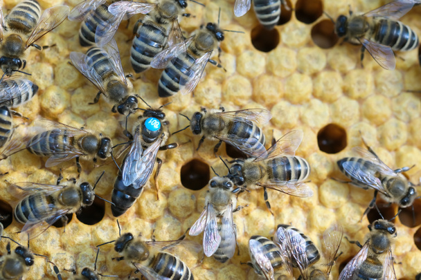 La reine des abeilles est toujours entourée par les abeilles ouvrières - leur serviteur. Reine abeille pond des œufs dans la cellule - Photo, image
