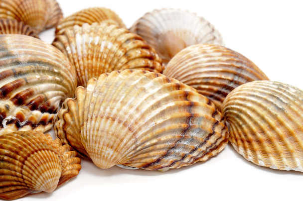 A pile of seashells isolated on a white background - Photo, Image