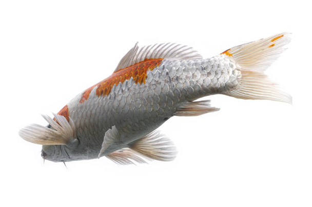 Рыба кои Широ Уцури Кои белый фон - Фото, изображение