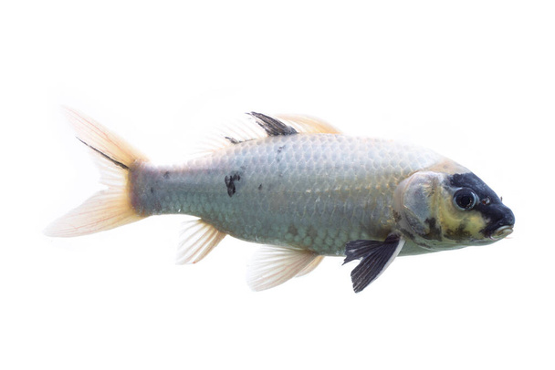 Koi vis Shiro Utsuri Koi vis witte achtergrond - Foto, afbeelding