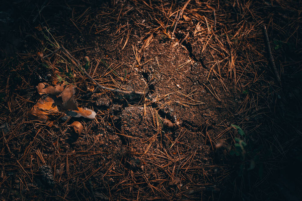 Kuiva maa metsässä halkeamia puutteen vuoksi sateen pitkään. Ympäristö - Valokuva, kuva