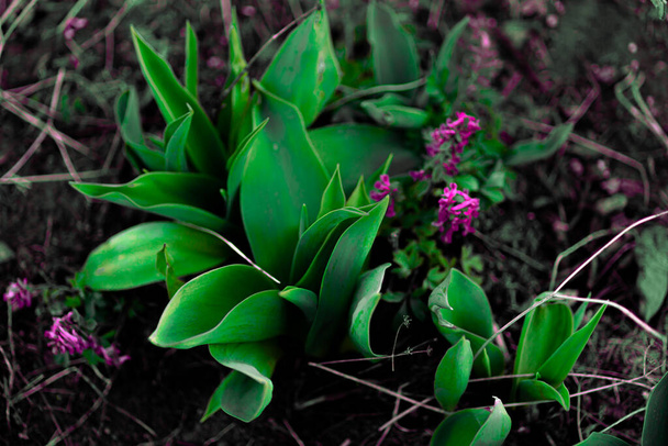 Kleine mooie lente groene tuin bloemen - Foto, afbeelding