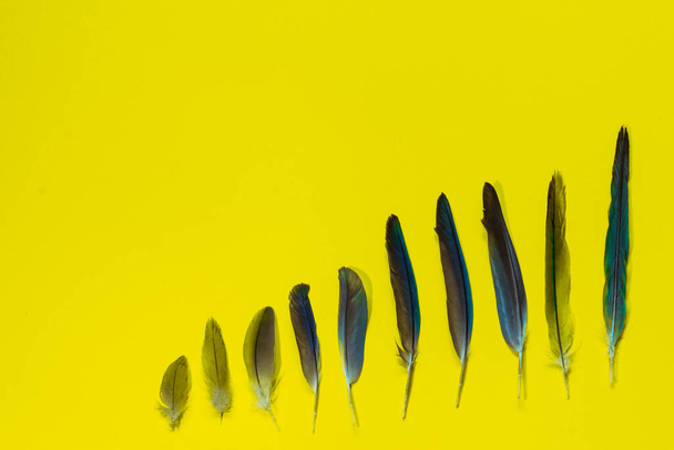 Le piume di pappagallo si trovano dal più piccolo al più lungo di fila su uno sfondo giallo. - Foto, immagini