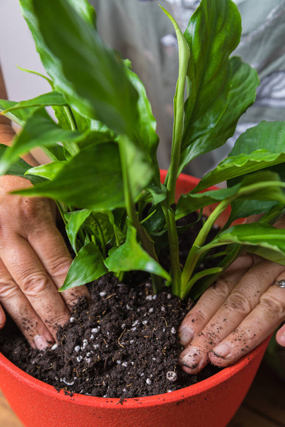 A woman transplants a spathiphyllum flower into a square flower pot. - Photo, Image