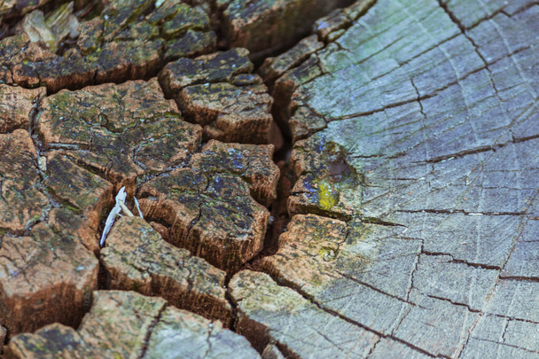 Vista seccional de grano de madera cortado profundamente agrietado. Textura leñosa.  - Foto, Imagen