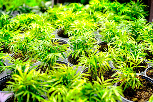 young green plants background selective focus - Photo, Image