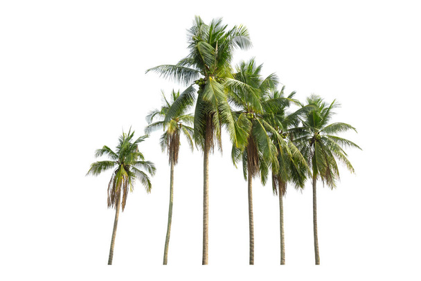Coco de palmeira isolado no fundo branco, palmeira contra fundo branco. - Foto, Imagem