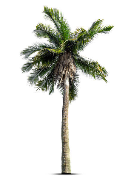 Coconut palm tree isolated on white background, Palm Tree Against White Background. - Photo, Image