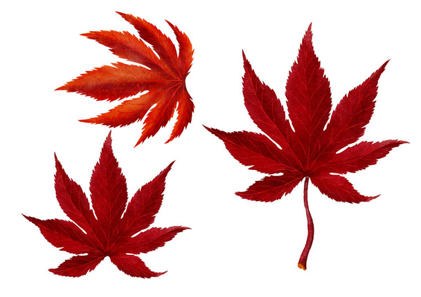 Kırmızı sonbahar akçaağacı Watercolor Boyama Biçiminden Çık - Vektör, Görsel