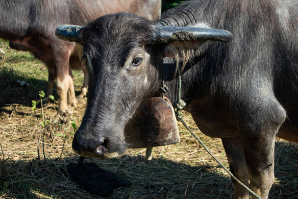 буйвол прив'язаний до мотузки на фермі
 - Фото, зображення