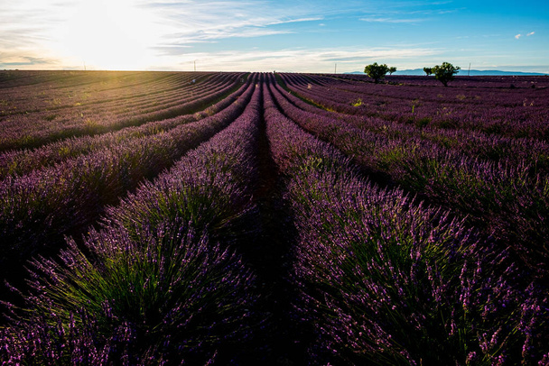 Lavendelveld in Frankrijk, herkomstvalenzool. Prachtige natuur buitenlandschap met lavendelbloemen - Foto, afbeelding