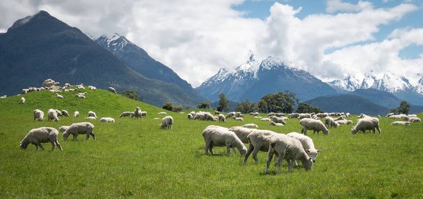 Herd of sheep grazing on the green meadows with mountains in backdrop, shot in Glenorchy, New Zealand - Foto, Imagem