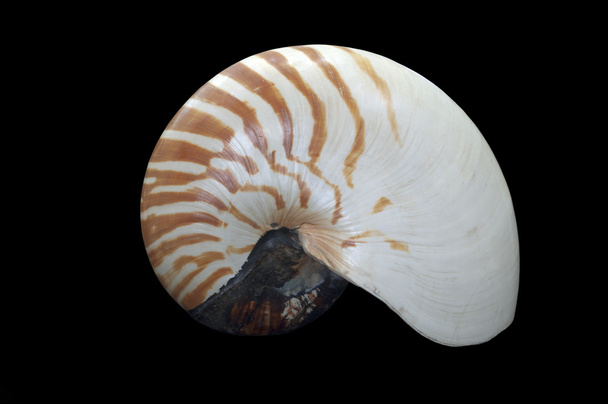 Nautilus is the common name of marine creatures of cephalopod family Nautilidae, the sole extant family of the superfamily Nautilaceae and of its smaller but ne - Photo, Image