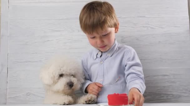 The little boy handed the cake to the dog and he began to eat it. - Footage, Video