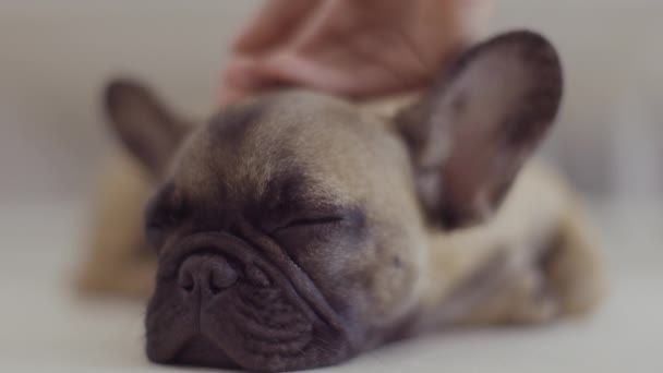 Persona acariciando durmiendo bulldog - Imágenes, Vídeo