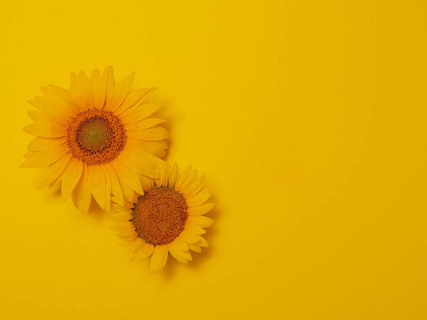 blooming yellow flowers with copy space on the yellow background. minimalism - Fotó, kép