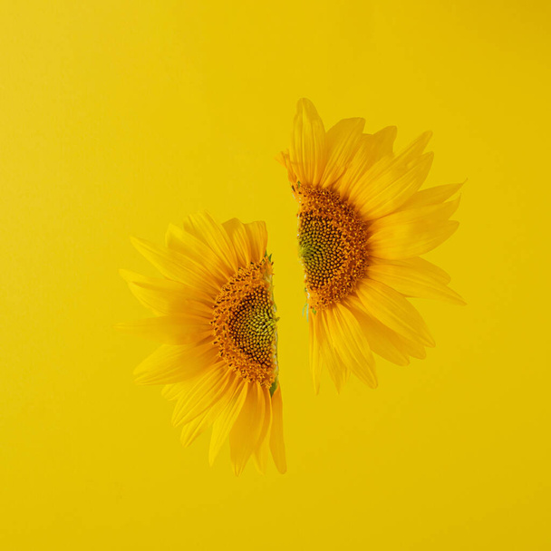δύο το ήμισυ του κίτρινου λουλουδιού στον αέρα σε κίτρινο φωτίζον φόντο. αφηρημένη τέχνη - Φωτογραφία, εικόνα