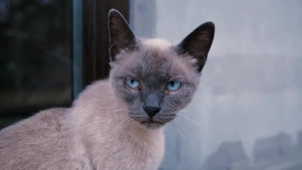 Cremefarbene braune Katze mit blauen Augen mit Geschwüren sitzt und schaut genau hin. Wurde die selbst gezüchtete Katze krank. Siamkatze auf der Straße 4k ft. Vollblut-Streunerkatze. - Filmmaterial, Video