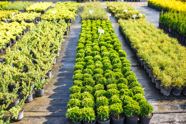 plantation of young conifers in greenhouse with a lot of plants - Foto, immagini