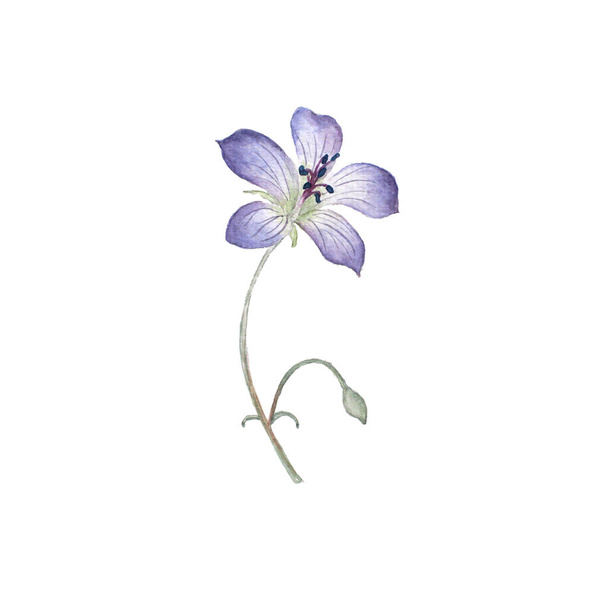 Pintura de acuarela de flor púrpura - Foto, Imagen