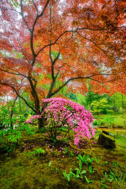 Jardim japonês, Park Clingendael, Haia, Países Baixos - Foto, Imagem