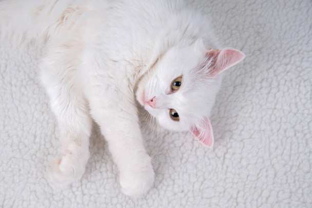 Chat blanc pur aux yeux bleu turquoise et aux oreilles roses défectueuses - Photo, image