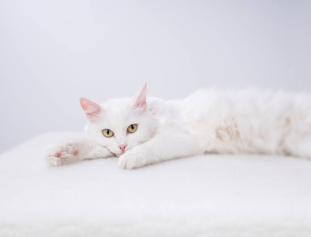 Чистий білий кіт з бірюзово-блакитними очима і рожевими дефектними вухами
 - Фото, зображення