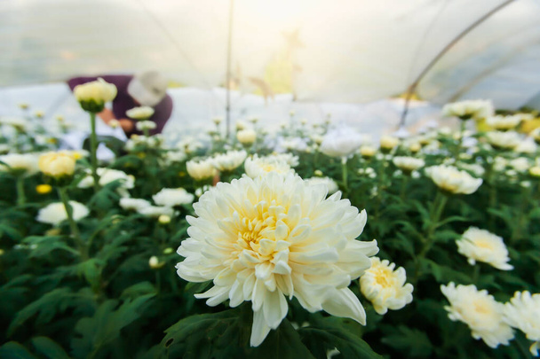 Zbieranie białych i żółtych goździków kwiaty kwitną w szklarni. Ogrodnik zbierający goździki kwiaty zamazane w tle. Chiang Mai, Tajlandia. Zbliżenie. Delikatny nacisk na kwiat goździka. - Zdjęcie, obraz