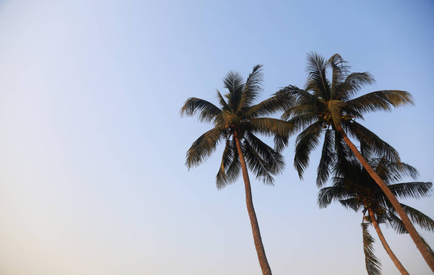 Coconut tree on blue sky background in evening at Thailand. - Photo, Image
