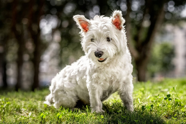 West highland white terrier. White dog for a walk. Summer. Close-up. - Photo, Image