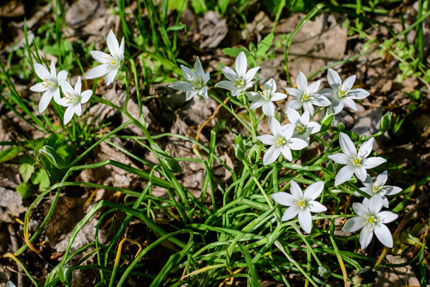 Viele zarte kleine weiße Blüten der Ornithogalum umbellatum Pflanze, die gemeinhin als Stern von Bethlehem, Graslilie, Mittagsschlaf oder 11-Uhr-Dame in einem Garten an einem sonnigen Frühlingstag bekannt ist - Foto, Bild