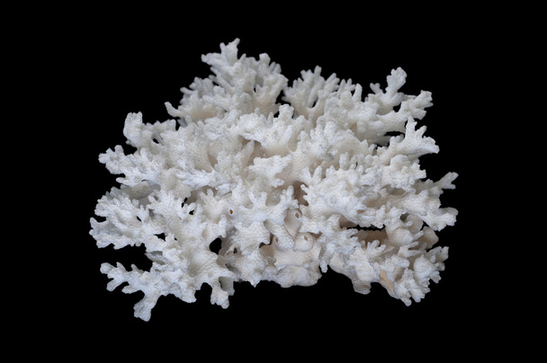 サンゴは門刺胞動物通常多く同一の個々"ポリープのコンパクトなコロニーに住んでいるのクラスの花で." - 写真・画像