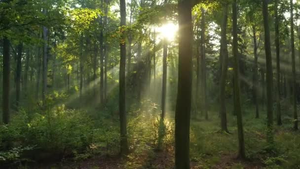 Prachtig zonlicht in het groene bos - Video